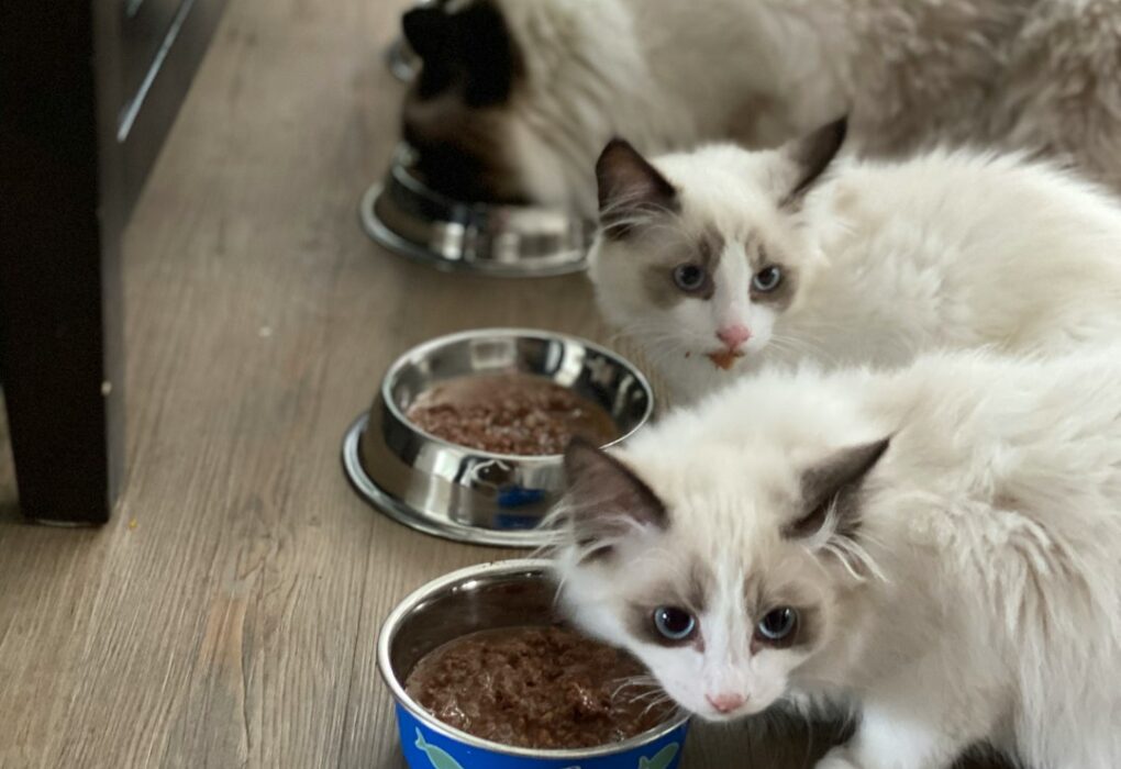 Bodega Cat Whiskey: Discover the Purrfect Pairings for Cat Lovers Bodega Cat Whiskey: Discover the Purrfect Pairings for Cat Lovers