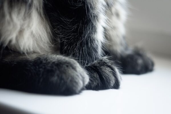 Brewers Yeast for Cats: Benefits and How to Incorporate It