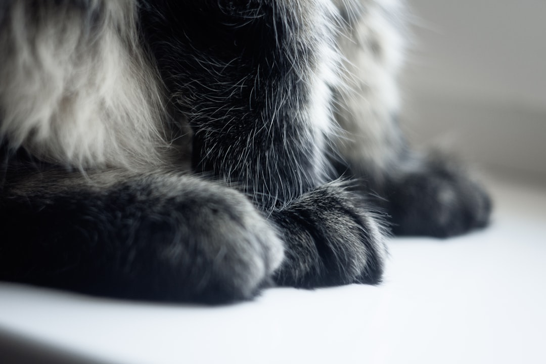 Brewers Yeast for Cats: Benefits and How to Incorporate It