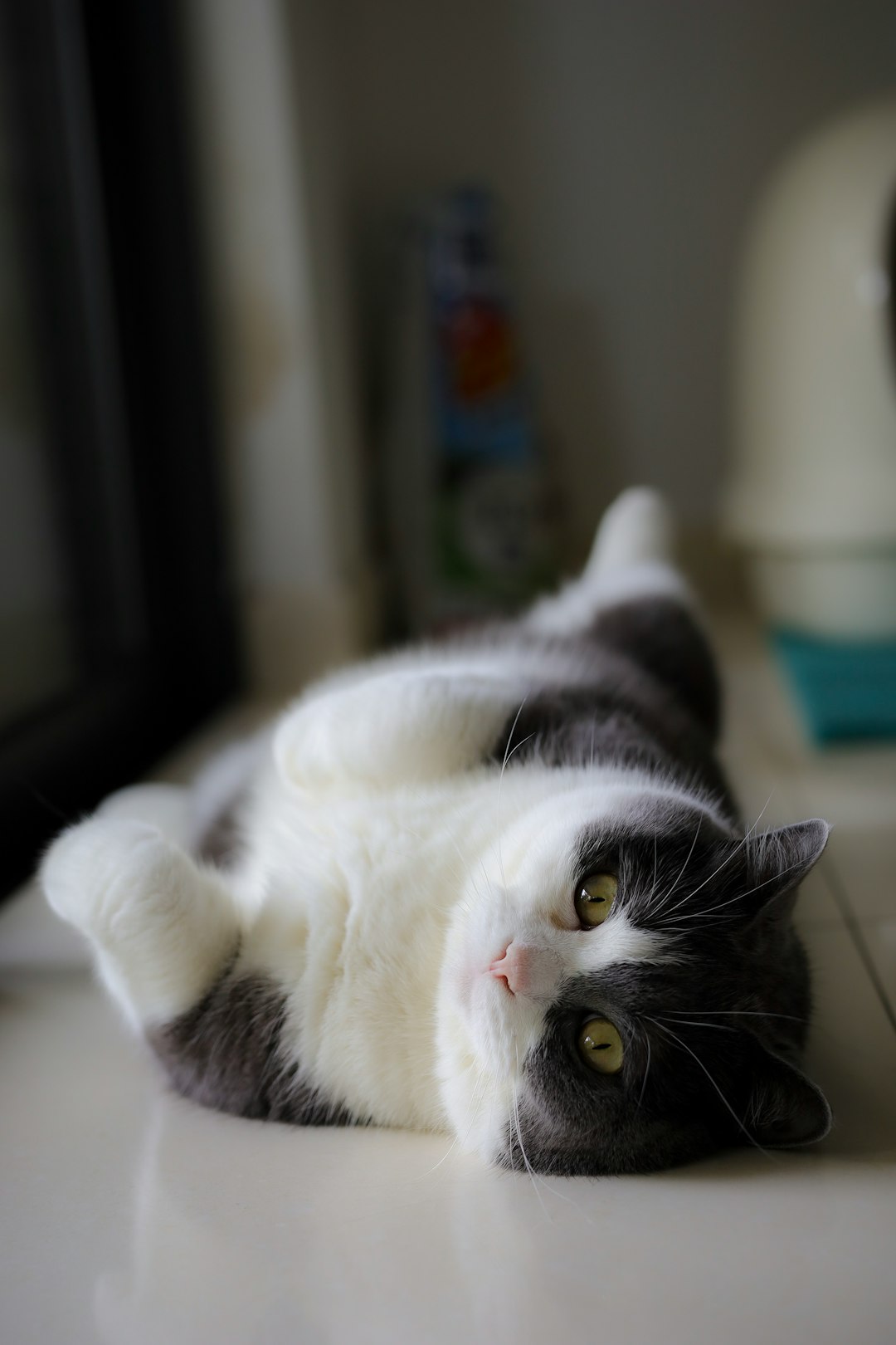 Calming Treats for Cats: Reduce Anxiety and Stress in Your Pet