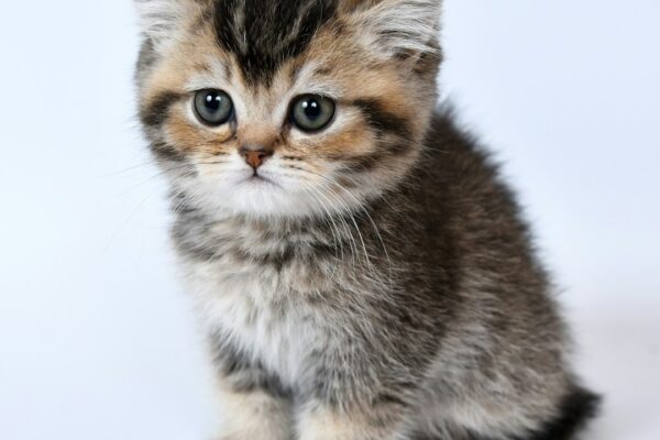 Can Cats Eat Cheez-Its? Exploring Safe Snack Options for Felines