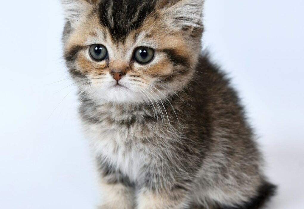 Can Cats Get Distemper from Dogs? Important Health Facts for Pet Owners