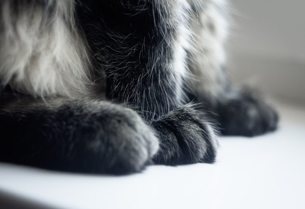 Can Cats Lose Their Voice? Understanding Feline Vocalizations Can Cats Lose Their Voice? Understanding Feline Vocalizations