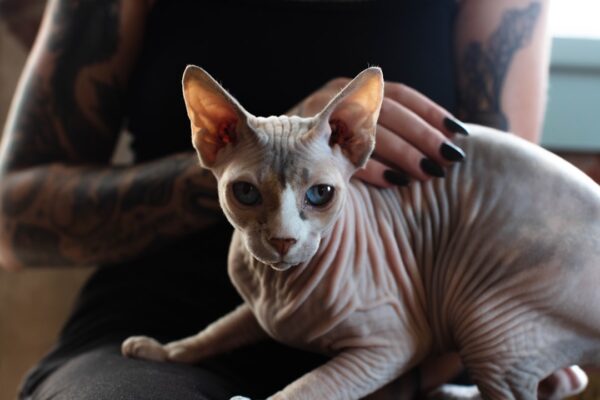 Cat Allergies and Treatments: Identifying Triggers and Finding Relief