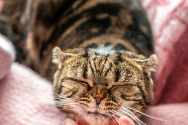 Cat Beds and Scratchers: Choosing the Best for Your Feline Friend's Happiness