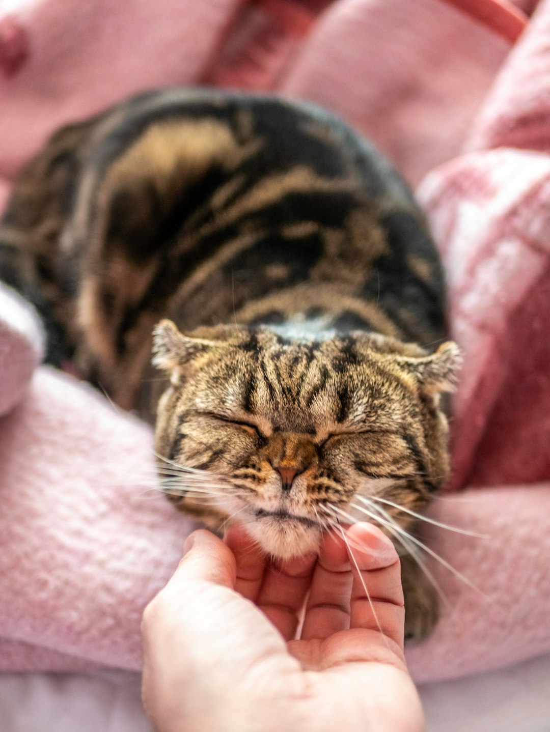 Cat Beds and Scratchers: Choosing the Best for Your Feline Friend's Happiness