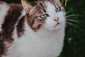 Cat Blankets for Cats: Keeping Your Feline Warm and Comfortable