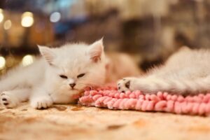 Cat Blindness Treatment: Keeping Your Feline’s Quality of Life Intact
