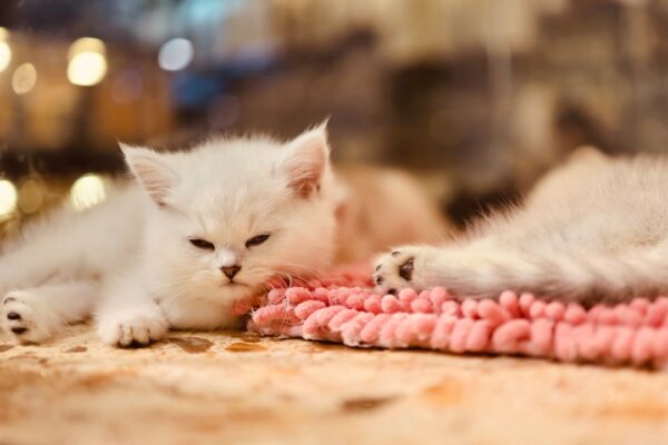 Cat Blindness Treatment: Keeping Your Feline’s Quality of Life Intact
