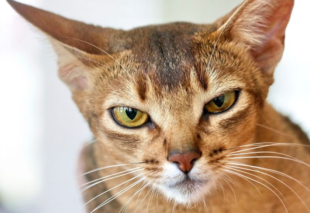 Cat Coffee: The Ultimate Brew for Pet Owners and Their Feline Friends