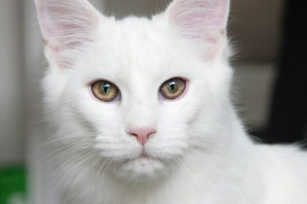 Cat Constipation Remedies: Effective Solutions for Relieving Cat Constipation