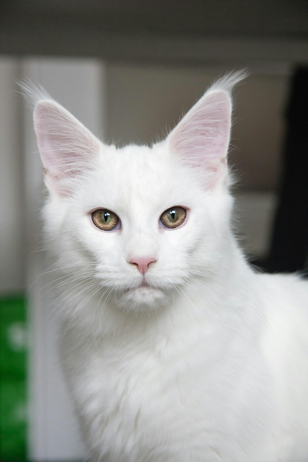 Cat Constipation Remedies: Effective Solutions for Relieving Cat Constipation
