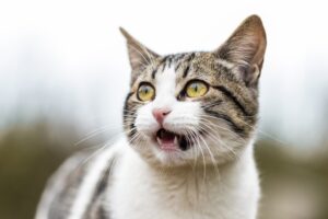 Cat Dietary Needs: Essential Nutrients for a Healthy Feline Lifestyle