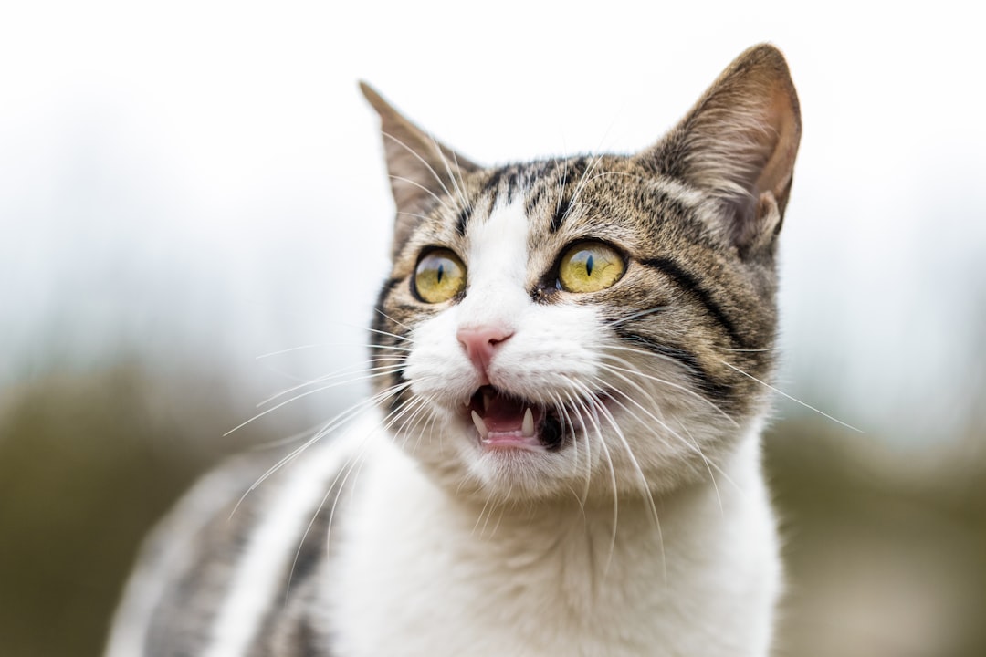 Cat Dietary Needs: Essential Nutrients for a Healthy Feline Lifestyle