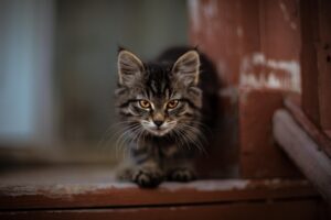 Cat Door for Sliding Screen Door: Easy Installations for Your Cat
