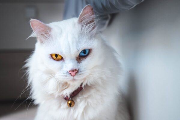 Cat Eye Contact Lenses: Are They Safe for Your Feline Friend?
