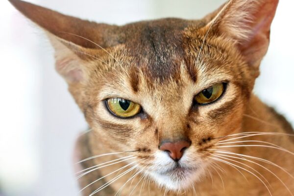 Cat Eye Gel: A Comprehensive Guide to Benefits and Applications