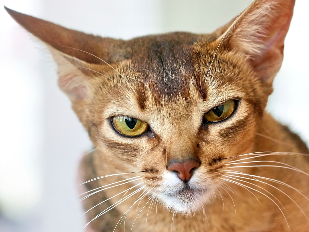 Cat Eye Gel: A Comprehensive Guide to Benefits and Applications