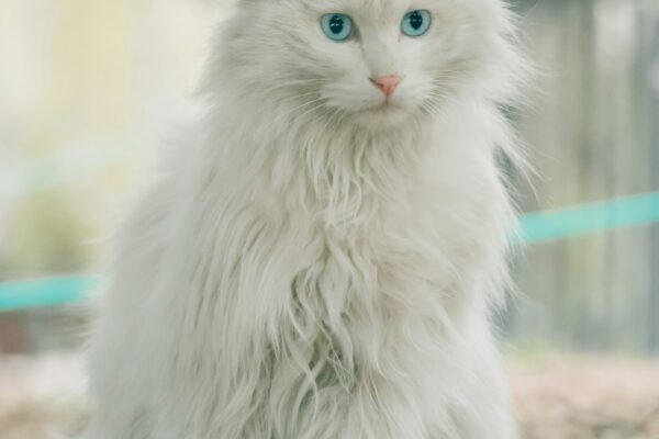 Cat Food Without Chicken: Options for Cats with Poultry Allergies