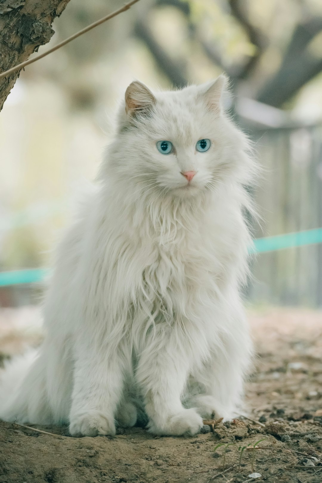 Cat Food Without Chicken: Options for Cats with Poultry Allergies