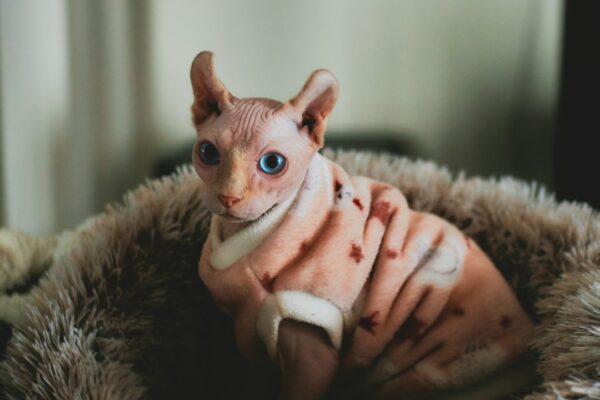 Cat Grooming Kit: Essentials Every Cat Owner Should Have in Their Kit