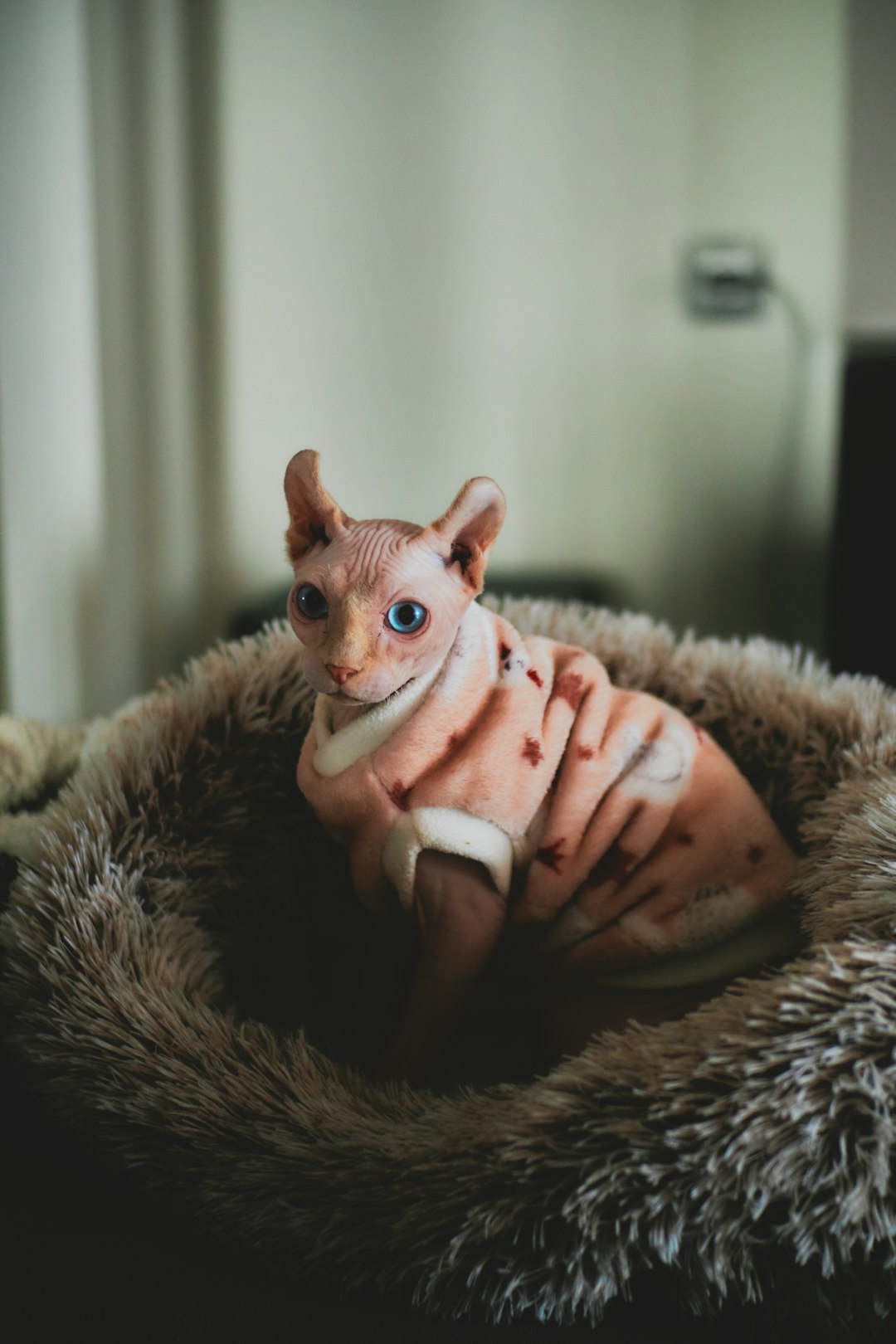 Cat Grooming Kit: Essentials Every Cat Owner Should Have in Their Kit