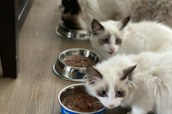 Cat Grooming Tips for Large Breeds: Essential Techniques for Happy Kitties