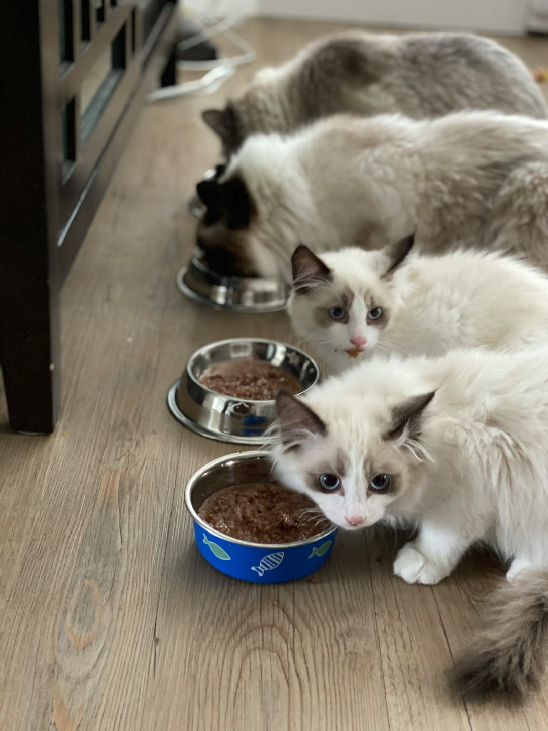 Cat Grooming Tips for Large Breeds: Essential Techniques for Happy Kitties