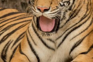 Cat Litter: Choosing the Right Type for Your Feline Friend