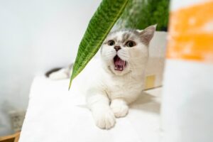 Cat Litter Liners: The Benefits of Using Them for Easy Cleanup