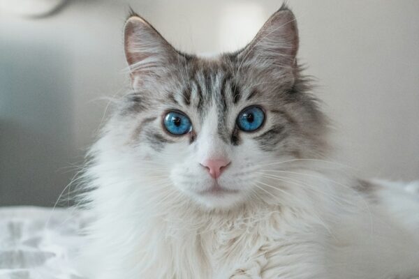 Cat Piss Strain: Understanding Strain During Urination in Cats