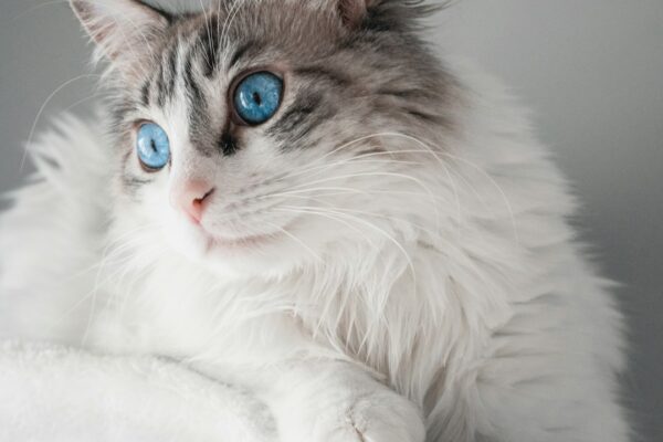 Cat Tooth Extraction Cost: Understanding Costs Associated with Cat Tooth Extractions