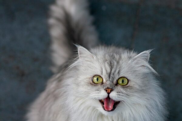 Cat Treats Freeze-Dried: Tasty Options for All-Purpose Snacking