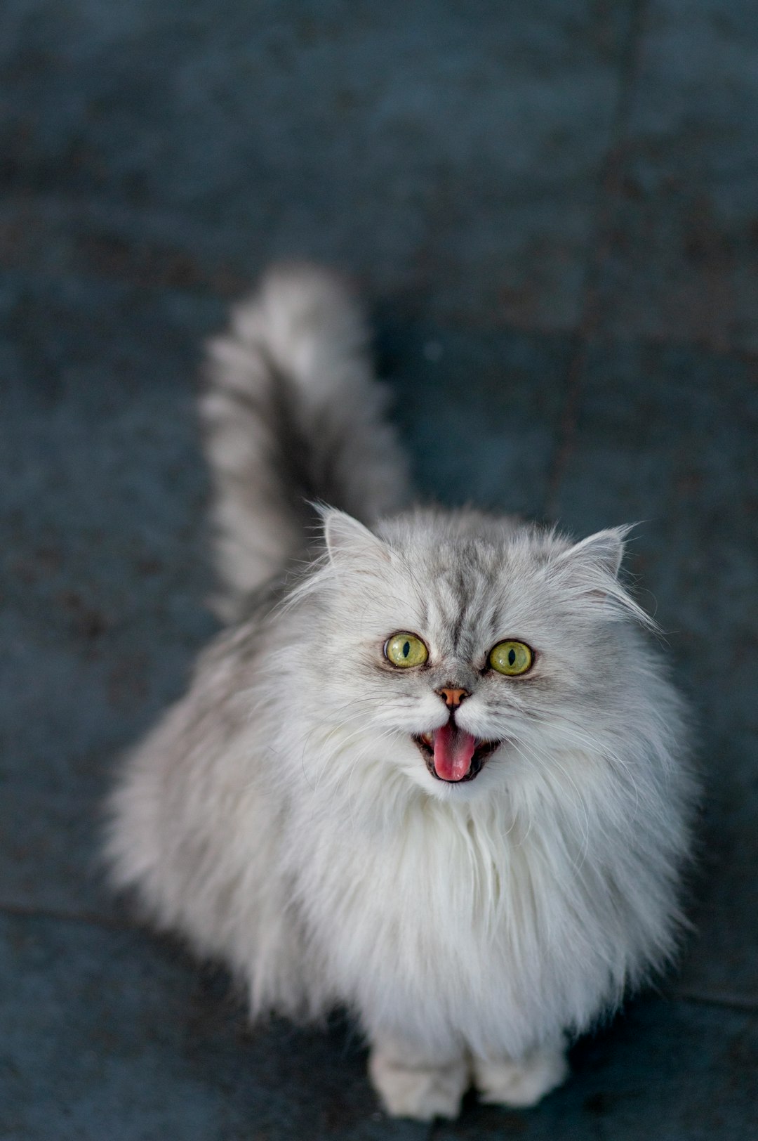 Cat Treats Freeze-Dried: Tasty Options for All-Purpose Snacking