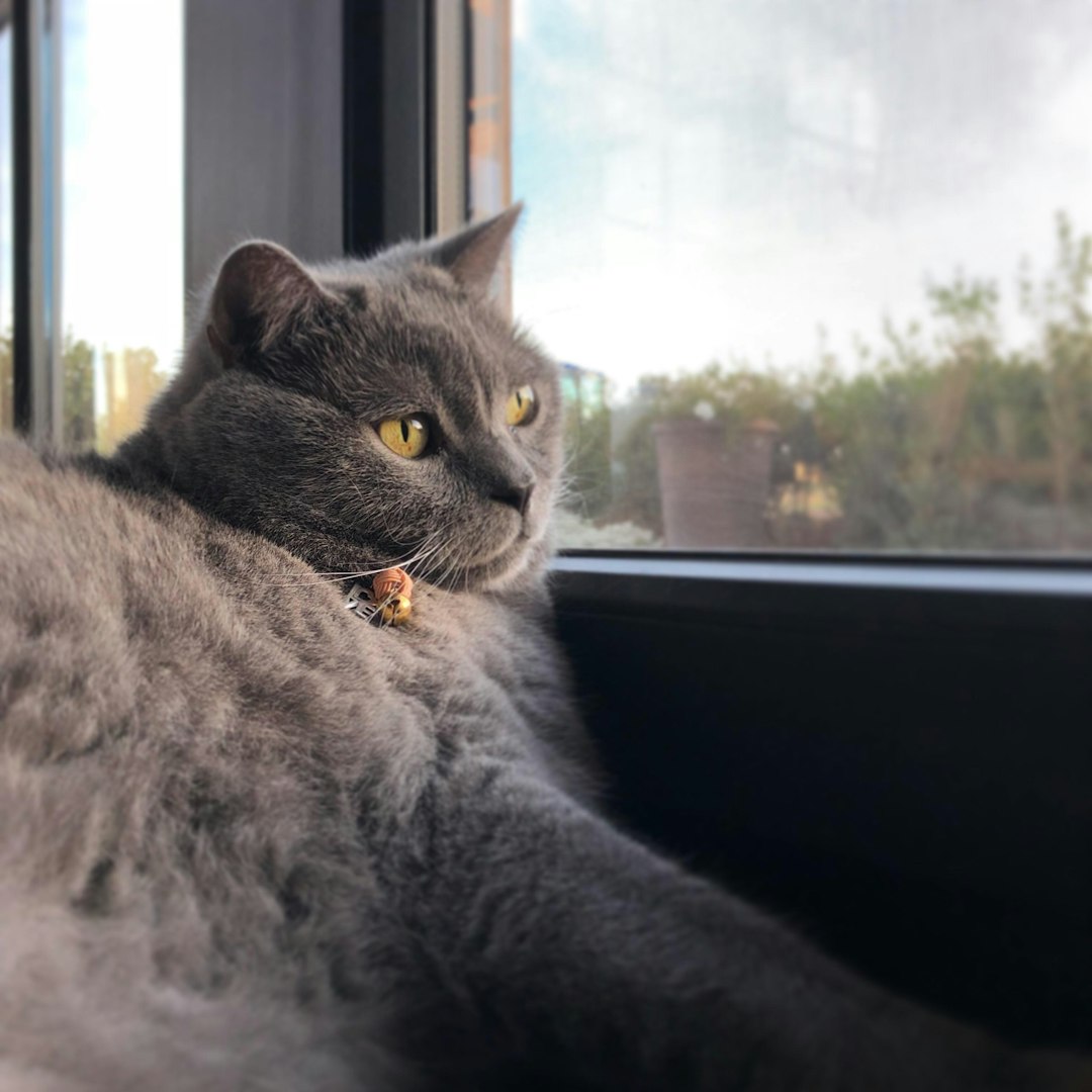 Cat Ultrasounds: Understanding the Importance of Cat Ultrasound Exams