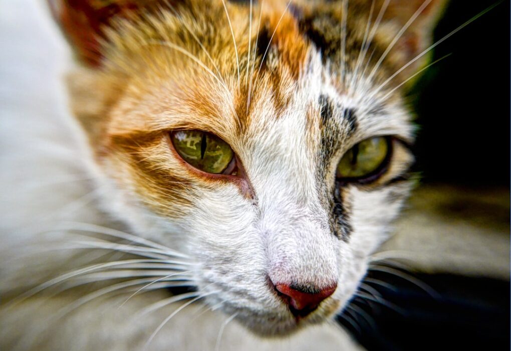 Cooked Cat Meals: Delicious and Nutritious Options for Your Feline Friend