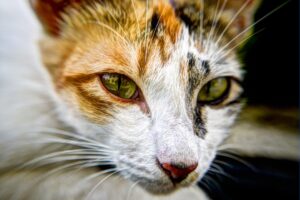 Cooked Cat Meals: Delicious and Nutritious Options for Your Feline Friend