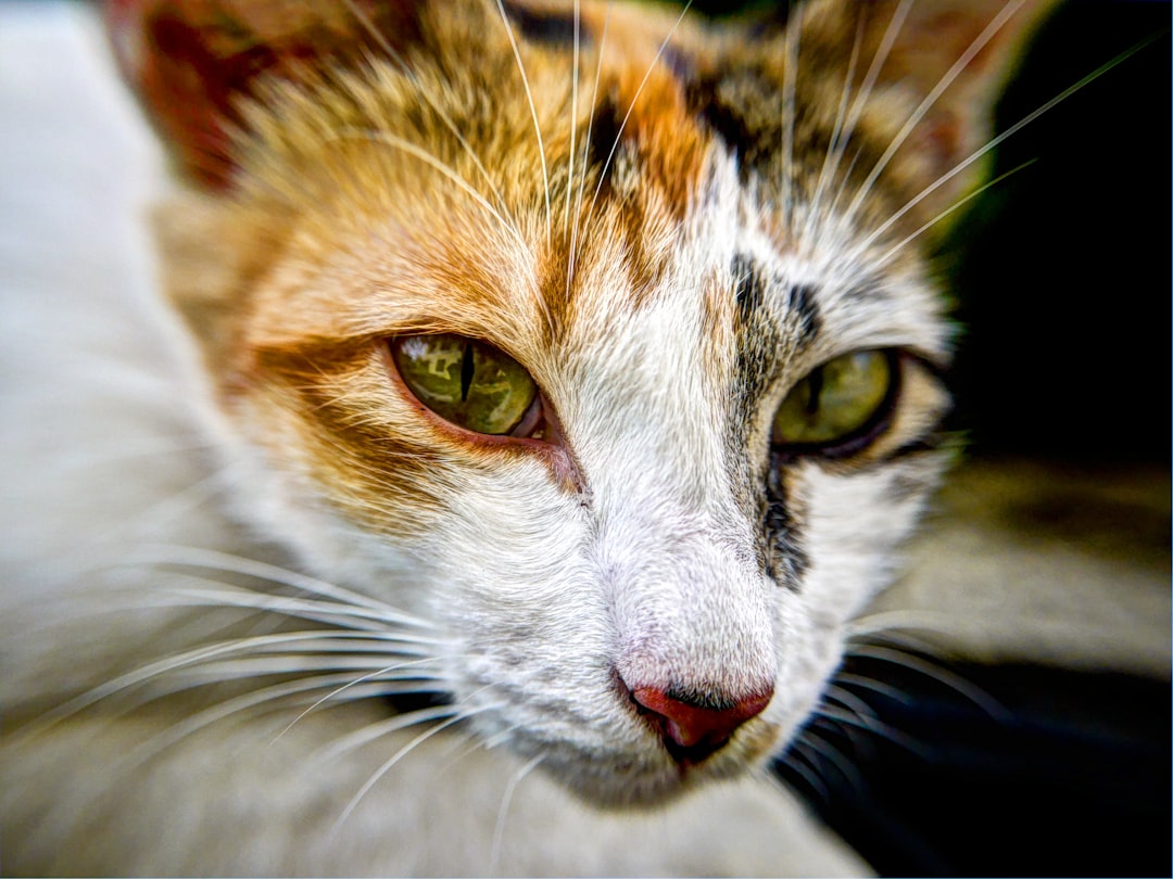 Cooked Cat Meals: Delicious and Nutritious Options for Your Feline Friend