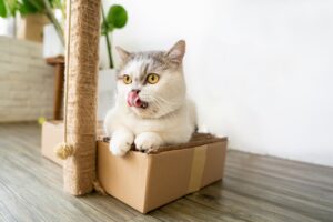 Dewormer for Cats and Dogs: Essential Information Needed for Pet Owners