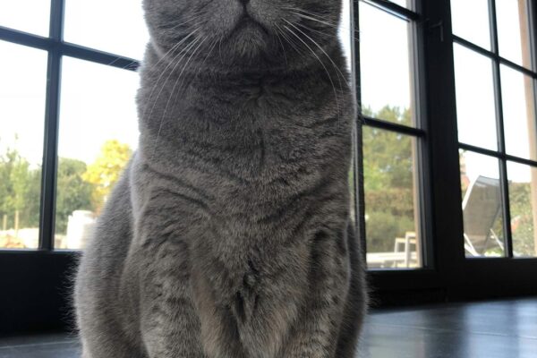 Ear Mite Drops for Cats: Effective Solutions for Treating Ear Mites