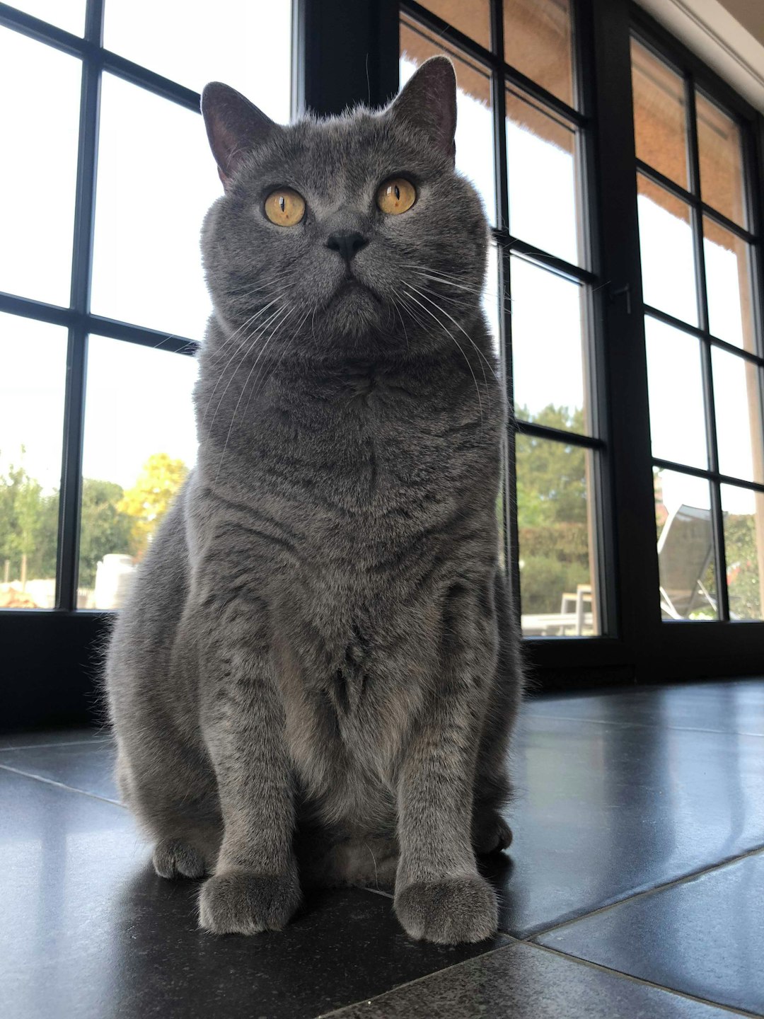 Ear Mite Drops for Cats: Effective Solutions for Treating Ear Mites