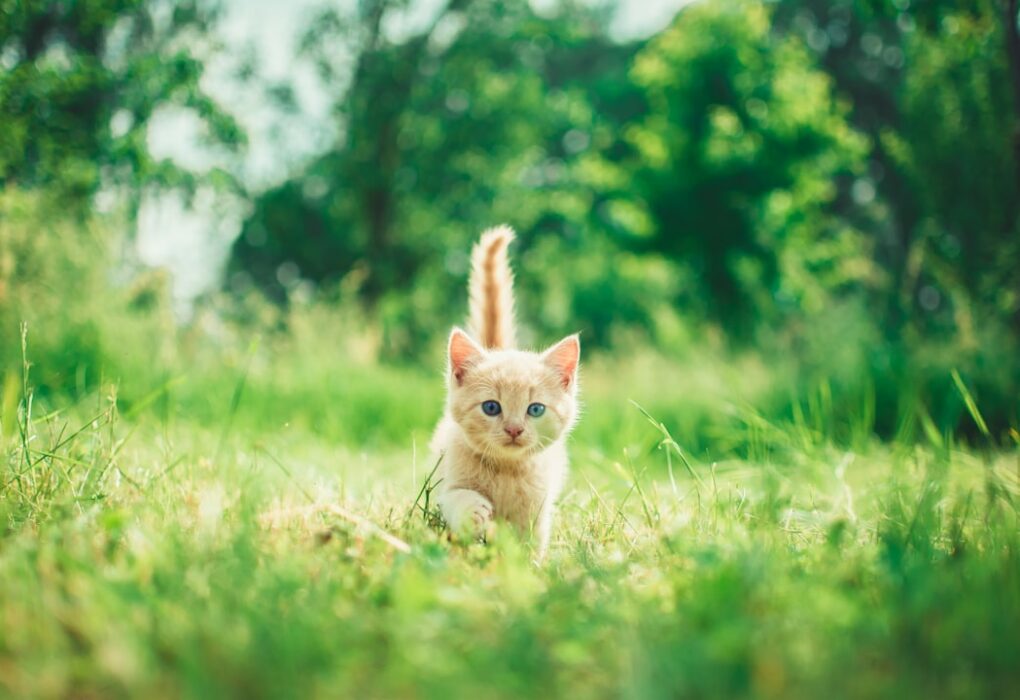 Earthborn Holistic Feline Vantage: The Best Grain-Free Dry Cat Food