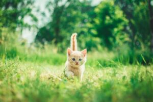 Earthborn Holistic Feline Vantage: The Best Grain-Free Dry Cat Food