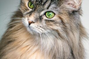 Freeze-Dried Cat Treats: A Tasty and Nutritious Snack for Your Kitty