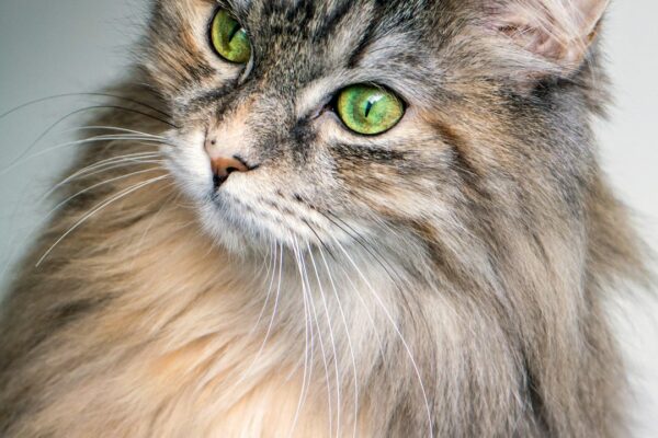 Freeze-Dried Cat Treats: A Tasty and Nutritious Snack for Your Kitty