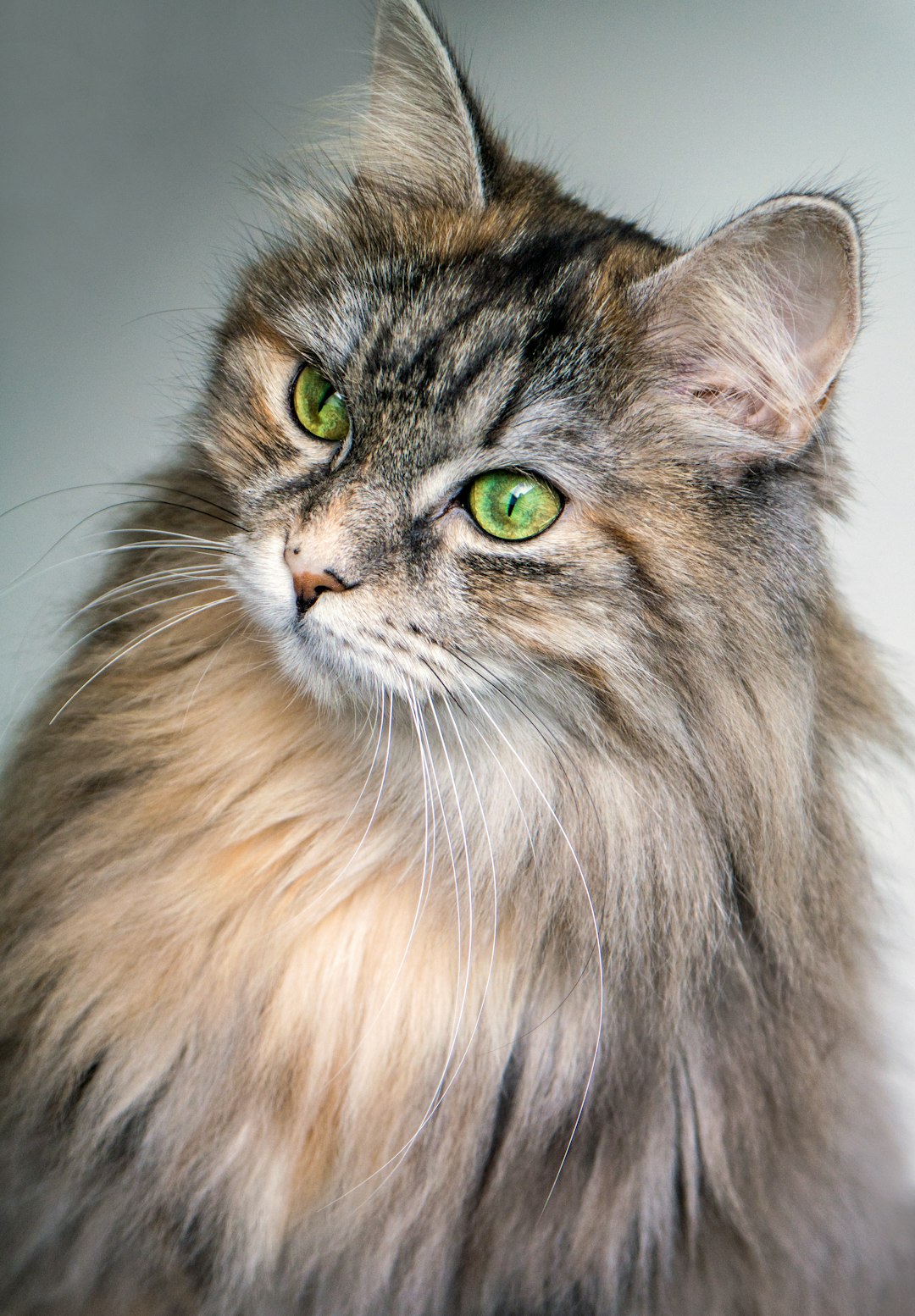 Freeze-Dried Cat Treats: A Tasty and Nutritious Snack for Your Kitty
