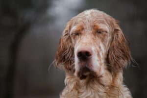 Freeze-Dried Liver Dog Treats: Health Benefits and Crunchy Goodness
