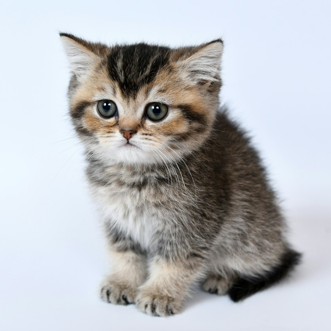 Home Remedies for Cat Constipation: Natural Solutions for Your Cat’s Comfort
