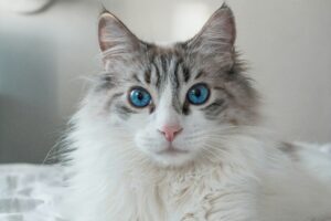 How Much to Cremate a Cat: Understanding Costs and Options