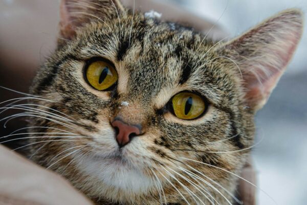 Hyperthyroidism in Cats Diet: Best Diet Tips for Cats with Hyperthyroidism
